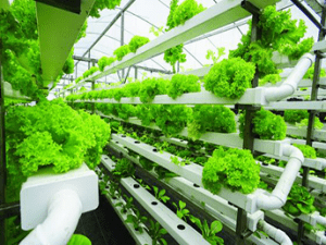 Hydroponic